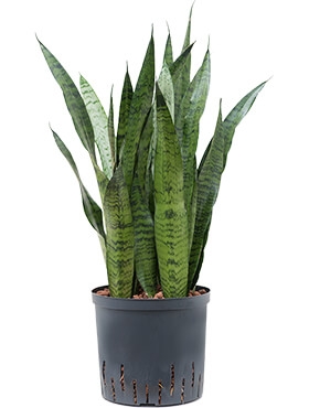 Sansevieria zeylanica Toef 60 cm