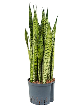 Sansevieria zeylanica Toef 60 cm