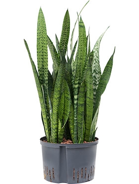 Sansevieria zeylanica Toef 70 cm