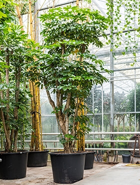 Schefflera actinophylla Amate Vertakt 450 cm