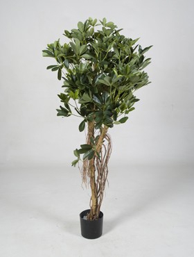 Schefflera arboricola -