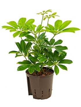 Schefflera arboricola 2pp 30 cm