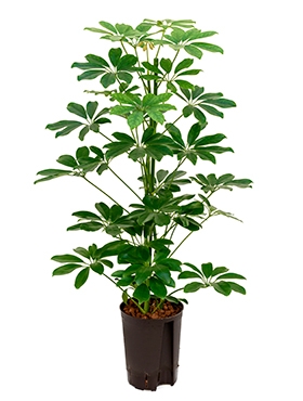 Schefflera arboricola 2pp 80 cm