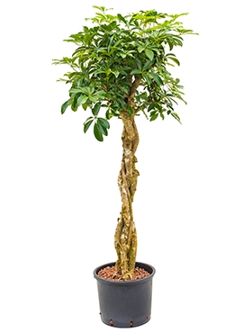 Schefflera arboricola Stam gevl. 150 cm