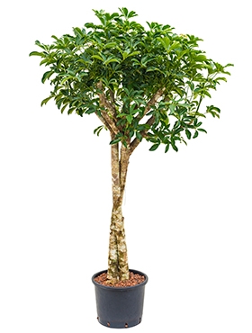 Schefflera arboricola Stam twist 165 cm