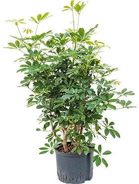 Schefflera arboricola Vertakt 100 cm