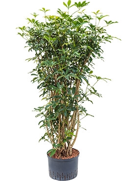 Schefflera arboricola Vertakt 125 cm