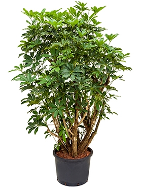 Schefflera arboricola Vertakt 130 cm