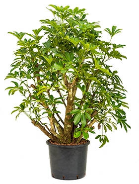 Schefflera arboricola Vertakt 140 cm