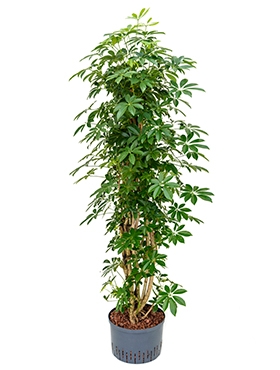 Schefflera arboricola Vertakt|zuil 155 cm