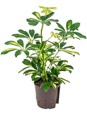 Schefflera gold capella 2pp 40 cm