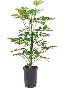 Schefflera gold capella 2pp 60 cm