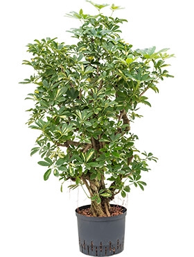 Schefflera gold capella Vertakt 100 cm