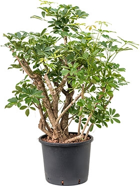 Schefflera gold capella Vertakt 130 cm