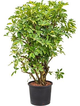 Schefflera gold capella Vertakt 135 cm