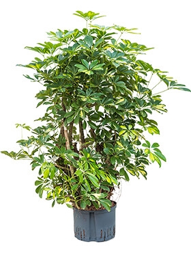 Schefflera gold capella Vertakt 150 cm