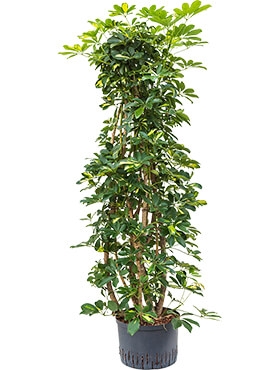 Schefflera gold capella Vertakt|zuil 160 cm