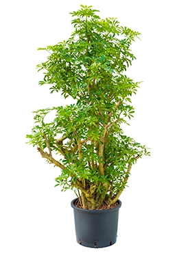 Schefflera louisiana Bush 125 cm