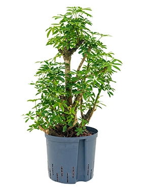 Schefflera louisiana Bush 70 cm