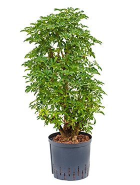 Schefflera louisiana Vertakt|zuil 95 cm