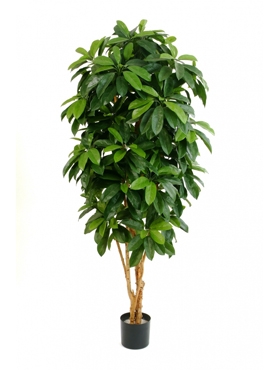 Schefflera Vertakt