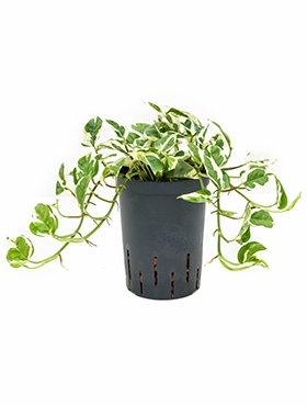 Scindapsus (epipremnum) Njoy Hanger 25 cm