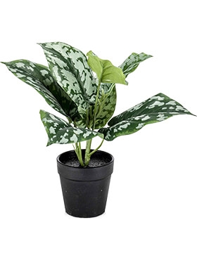 Scindapsus pictus Bush Green| Grey