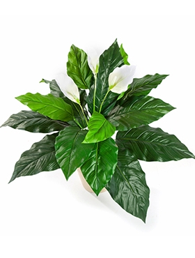 Spathiphyllum Bush White