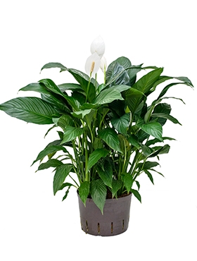 Spathiphyllum Gokyo Bush 65 cm