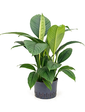 Spathiphyllum Sensation 3pp 110 cm