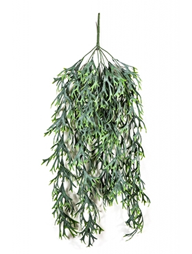 Staghorn Hanging Bush Vine