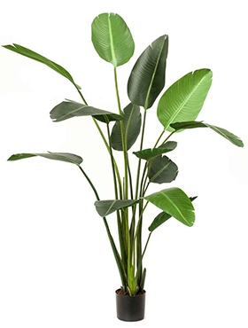 Strelitzia Toef (13 lvs.)