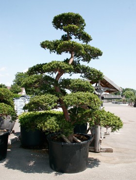 Taxus cuspidata Bonsai 375 cm