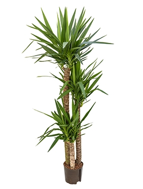 Yucca 120-90-45 180 cm