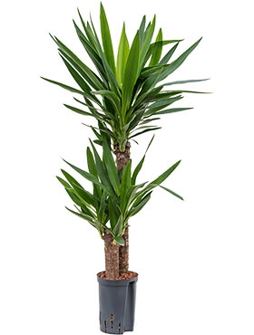 Yucca 60-30 110 cm