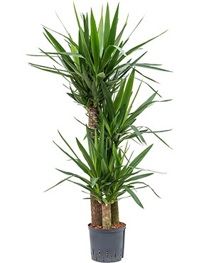 Yucca 90-60-30 140 cm