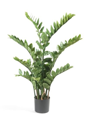 Zamioculcas Toef (220 lvs.) 16,5