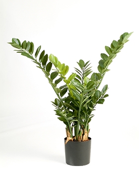 Zamioculcas Toef